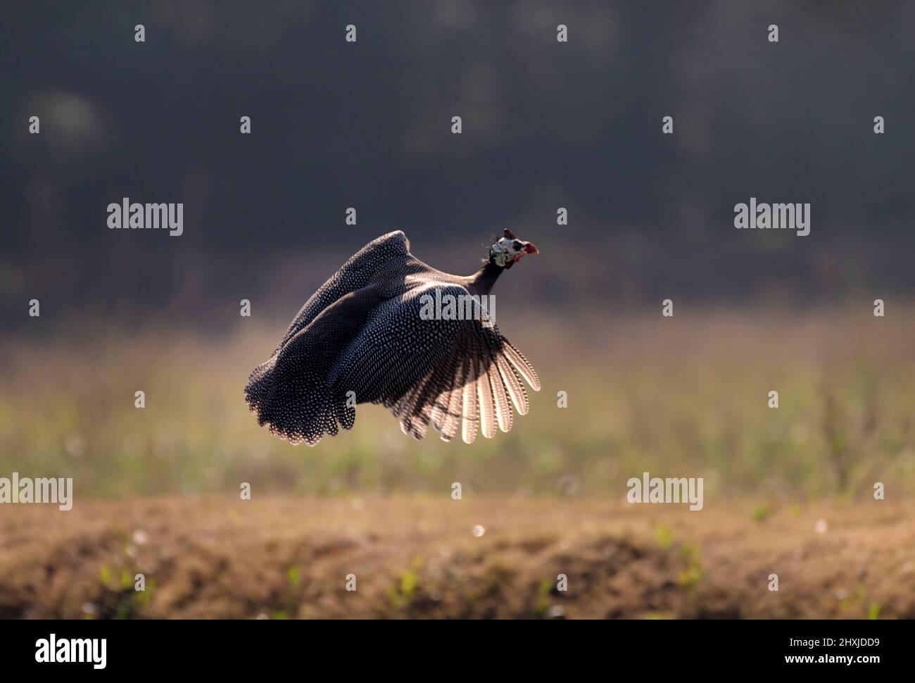 Guineafowl sind Vögel der Familie Numididae in der Ordnung Galliformes. Sie sind endemisch in Afrika und gehören zu den ältesten der gallinaceous Vögel, Stockfoto