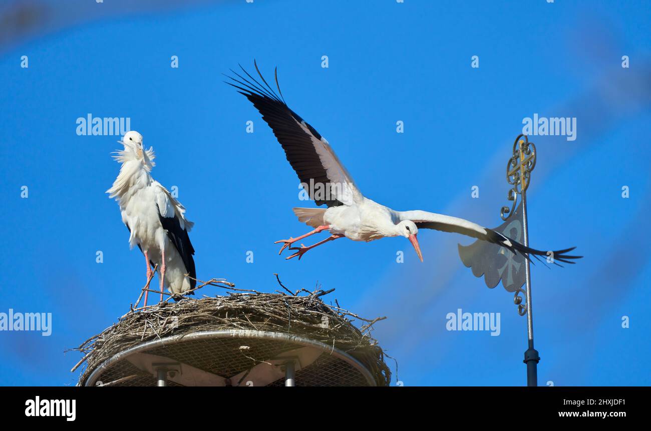 Ein paar Widderstörche, Zikonien-Zikonien, in ihrem Nest auf einem Chuchdach in Oberschwaben, Baden-Württemberg, deutsch Stockfoto