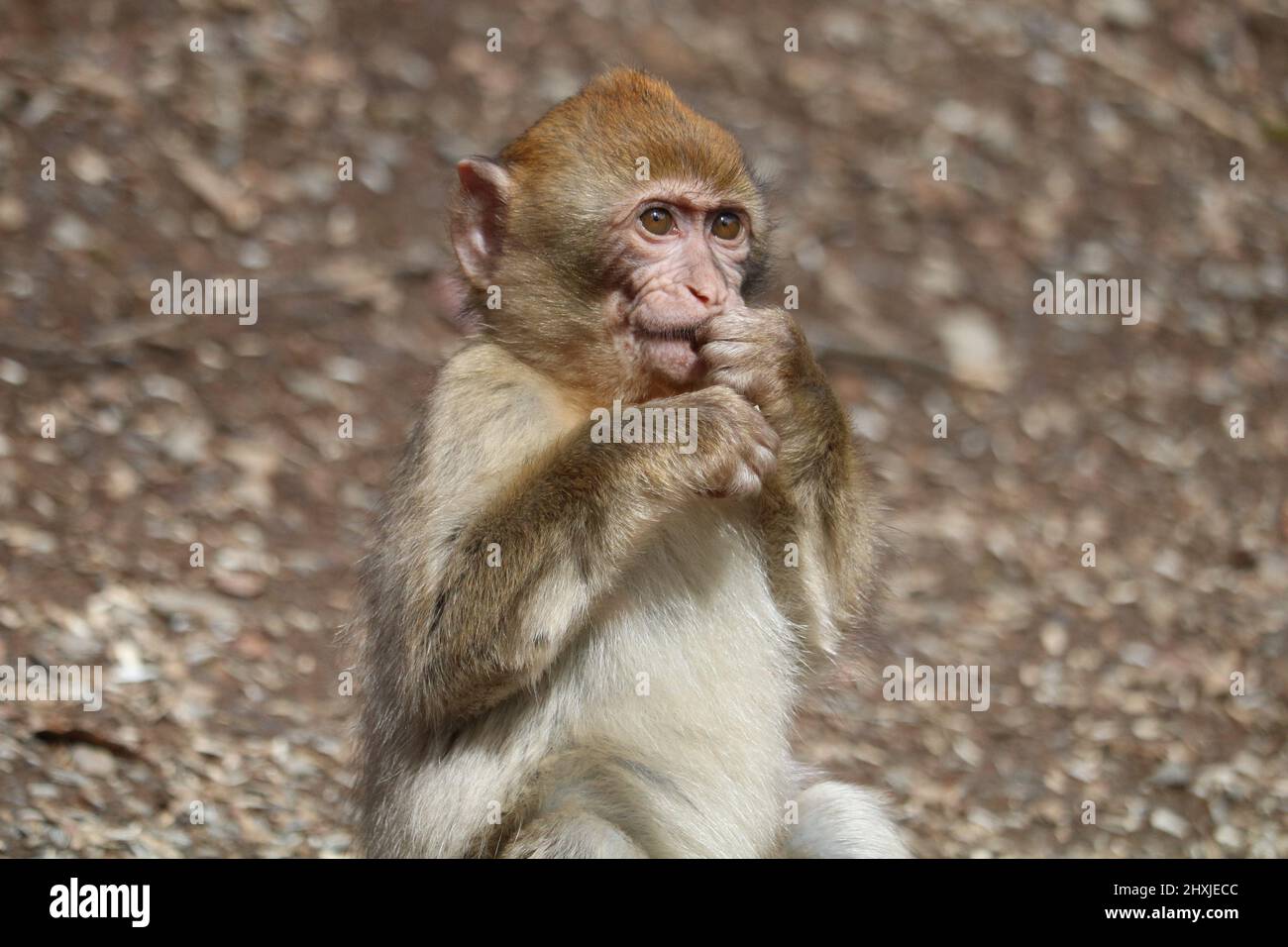 Porträt eines kleinen Rhesus-Makaken-Affen, der auf dem Boden sitzt und Nahrung isst Stockfoto