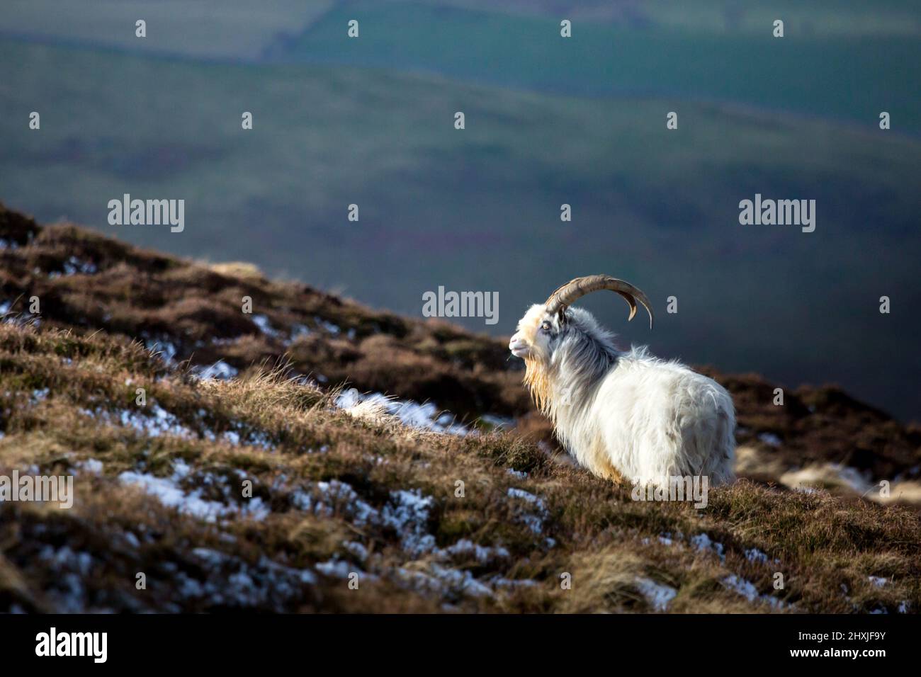 Cheviot Wildziegen in den Northumberland Hills oberhalb des College Valley im Winter mit Schnee auf den Pisten. Stockfoto