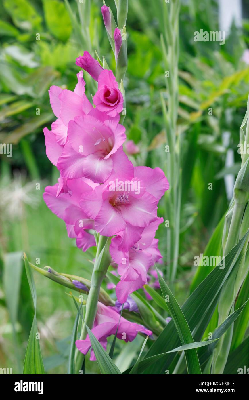 Gladiolus-Blütenspitze. Stockfoto