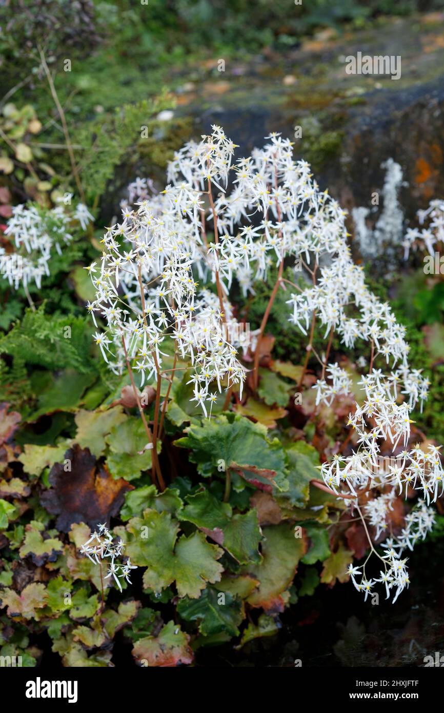 Saxifraga 'fortunei' blüht Stockfoto