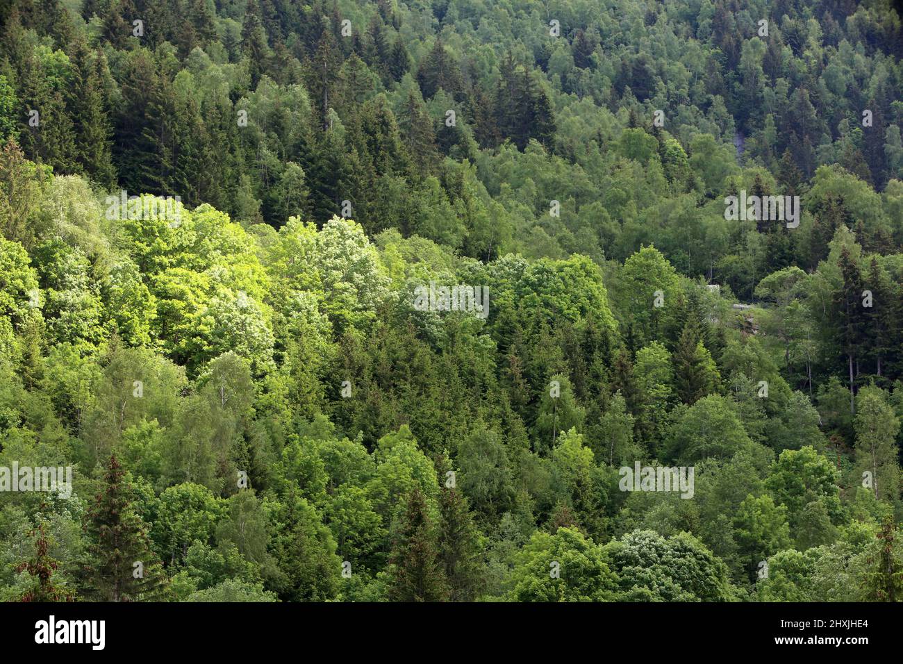 Forêt de conifères. Les Contamines-Montjoie. Haute-Savoie. Auvergne-Rhône-Alpes. Frankreich. Stockfoto