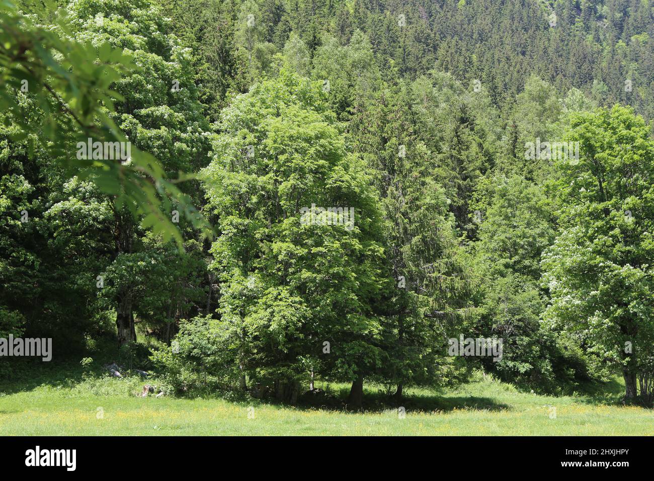 Forêt. Les Contamines-Montjoie. Haute-Savoie. Auvergne-Rhône-Alpes. Frankreich. Stockfoto