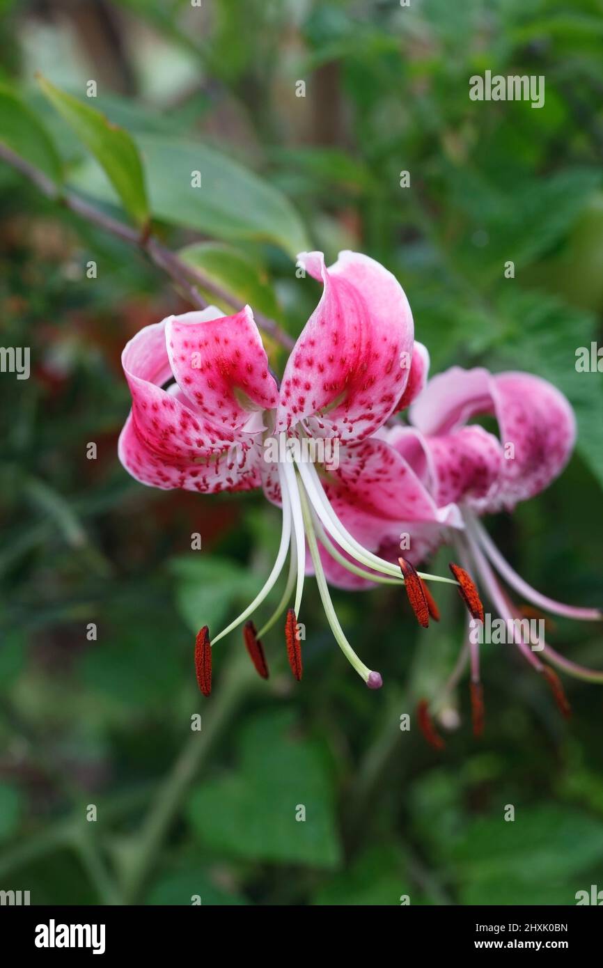 Lilium speciosum rubrum blüht. Stockfoto