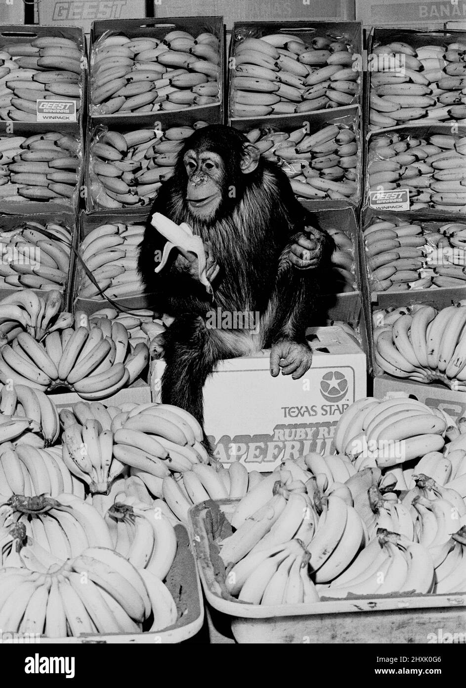 Ein Schimpansen im Paradies im Twycross Zoo. 20.. Februar 1976. Stockfoto