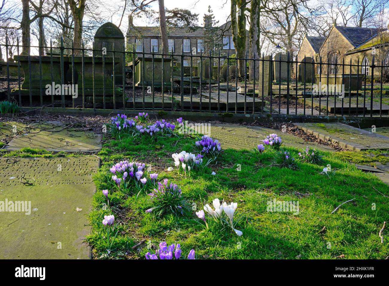 Crocus in Graveyard, Haworth Parsonage Museum, West Yorkshire Stockfoto
