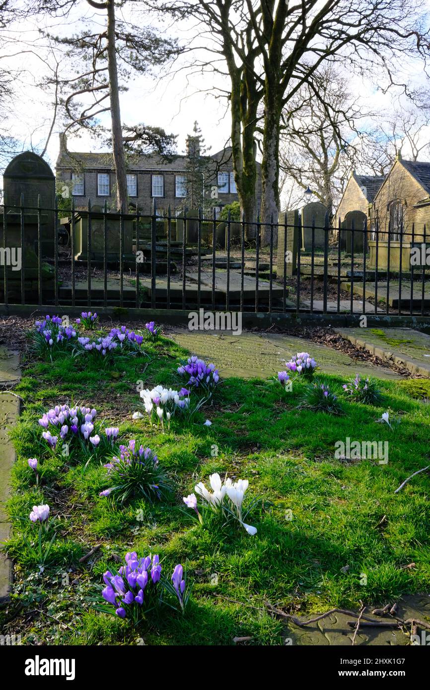 Crocus in Graveyard, Haworth Parsonage Museum, West Yorkshire Stockfoto