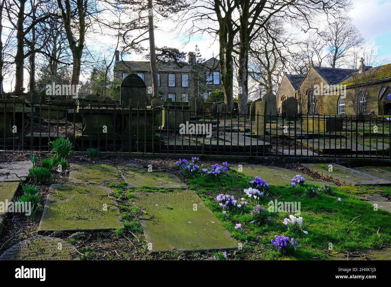 Crocus in Graveyard, Haworth Parsonage Museum, West Yorkshire Stockfoto