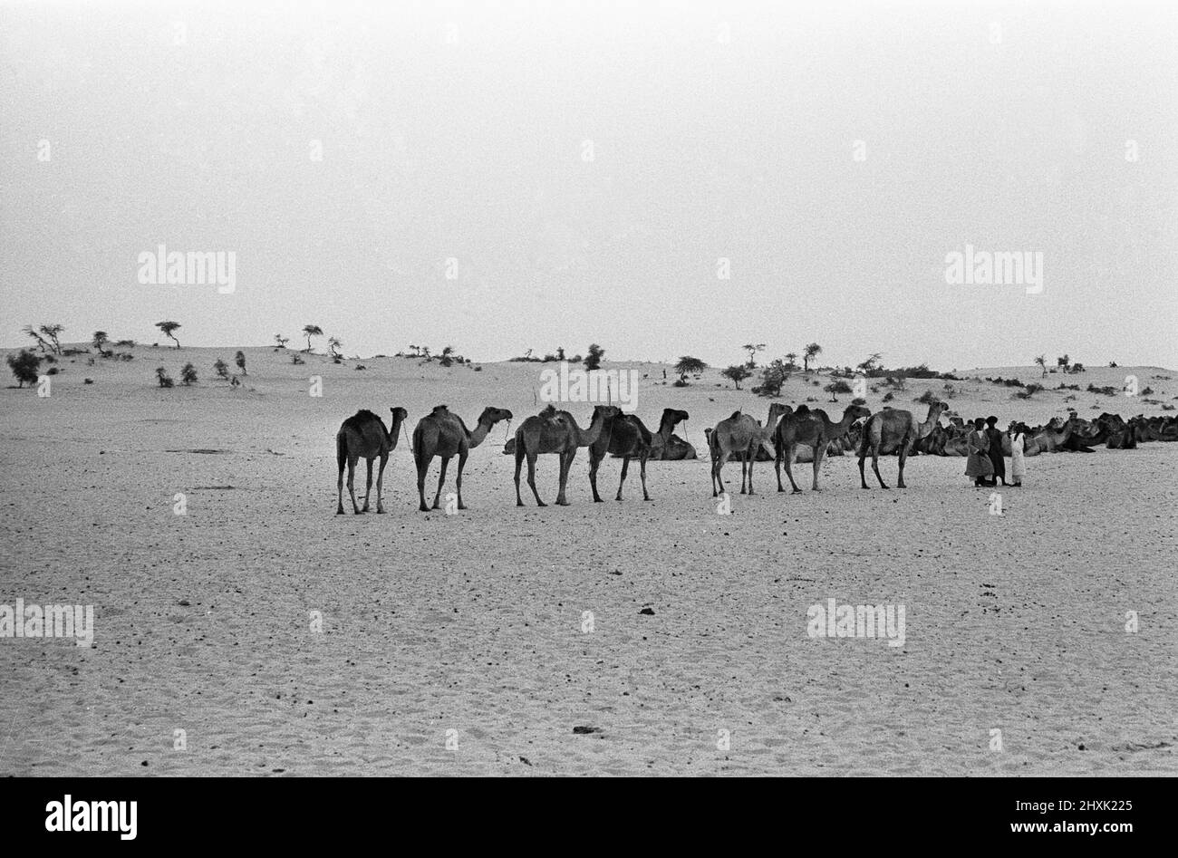 Seit dem Mittelalter sind Kamelkarawanen von der sagenumwobenen Stadt Timbuktu aus nach Norden auf der Suche nach dem Salz navigiert.auf ihrer Reise durch die windgepeitschten Sanddünen reisen Karawanen oft über hundert zu den Salzminen von Taudenni, 500 Meilen nördlich von Timbuktu. Unser Bild zeigt: Eine der vielen Kamelzüge, die sich am Stadtrand von Timbuktu nach einer 14-tägigen Rückreise von den Salzminen ausruhen. 23. Mai 1976 Stockfoto