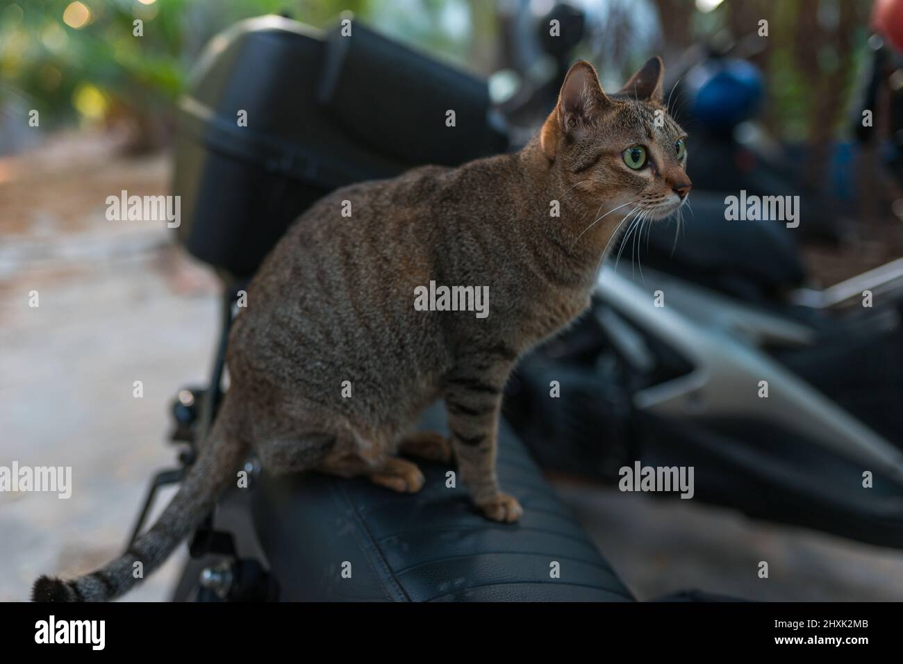 Graubraune Katze mit grünen Augen sitzt auf einem Motorrad. Niedliche Kitty mit großen Augen. Schönes Haustier im Freien. Hochwertige Fotos Stockfoto