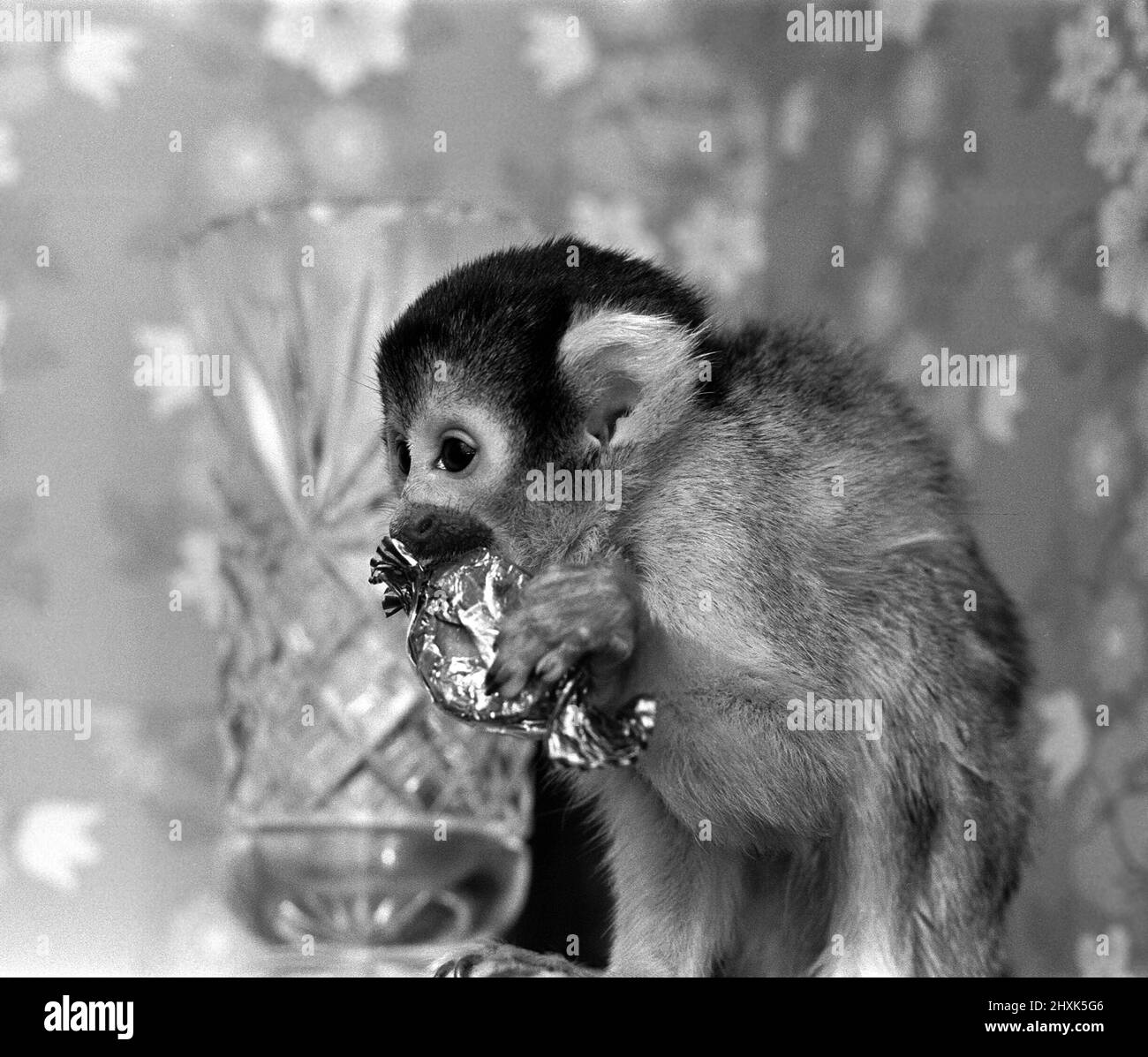 Ein Eichhörnchen-Affe im Twycross Zoo, der eine süße Gaumenfreude genießt. 29.. Januar 1976 Stockfoto