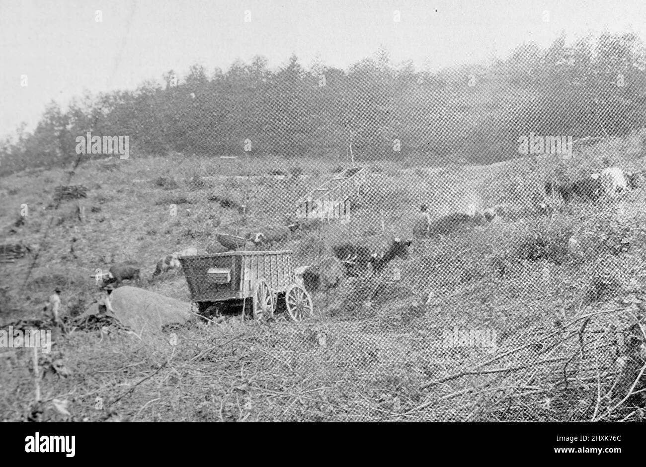 Herstellung von Holzkohle für einen Hochofen im südlichen Ohio, USA. Schwarz-Weiß-Fotografie, aufgenommen um 1890s Stockfoto