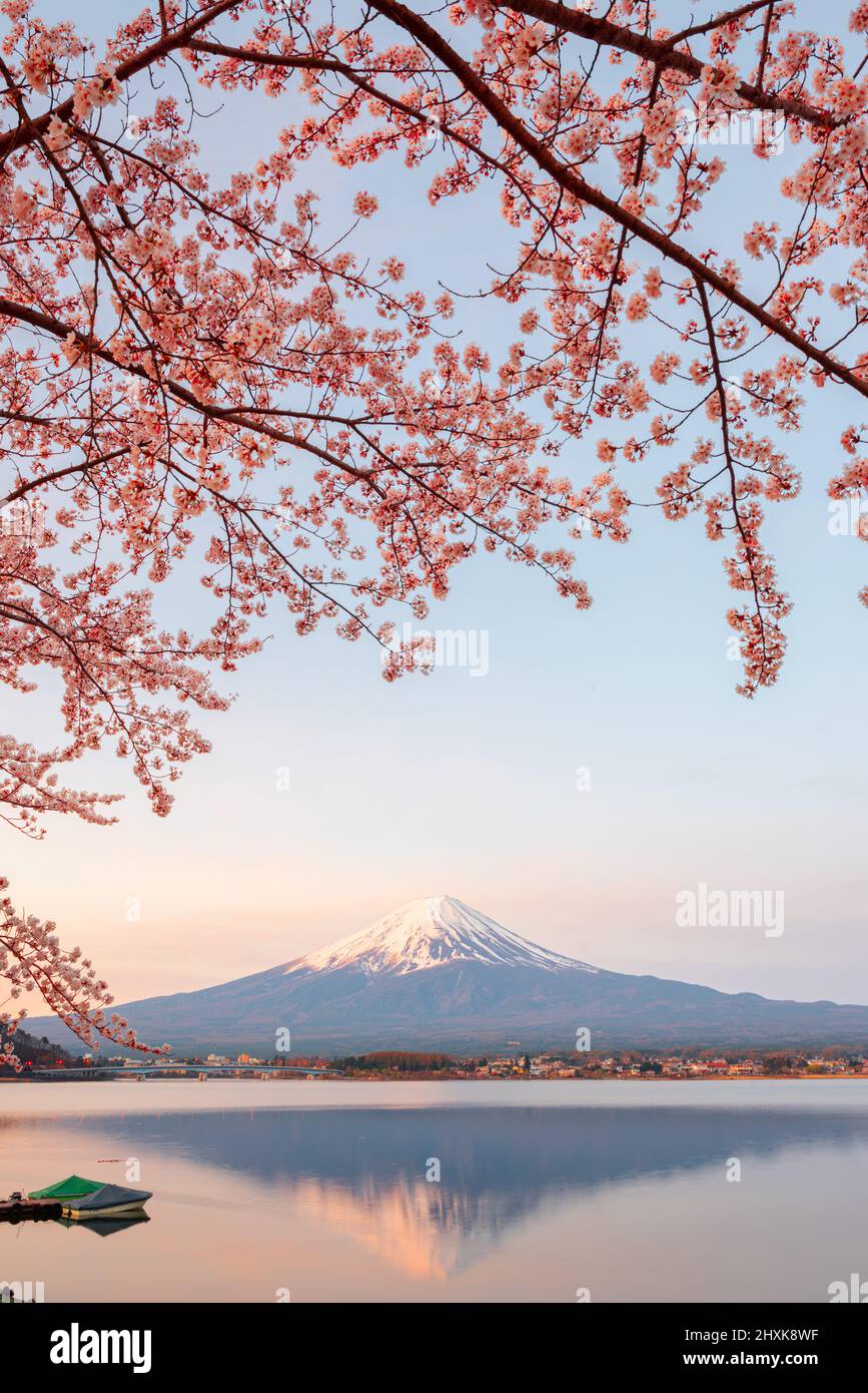 Mt. Fuji als Szene vom Kawaguchi Lake, Japan im Frühling mit Kirschblüten. Stockfoto