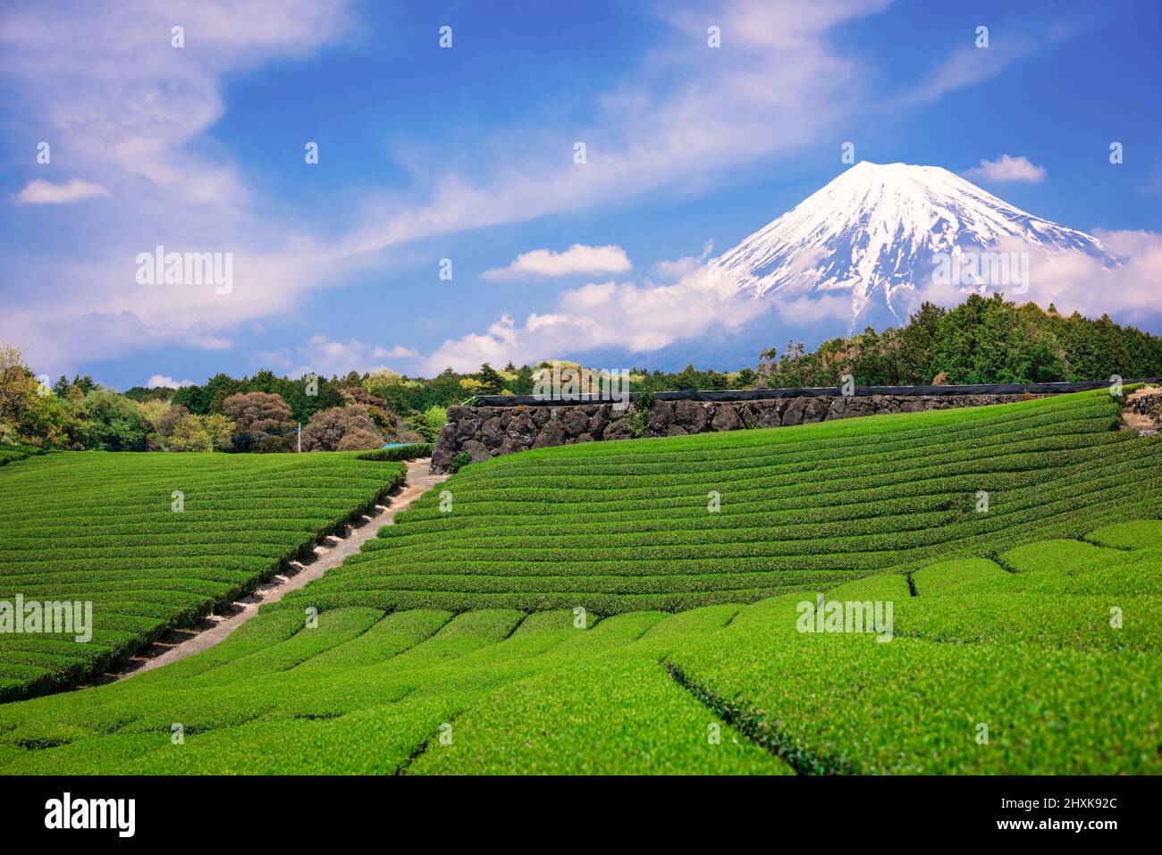 Fuji, Japan am Mt. Fuji und Tee Felder. Stockfoto