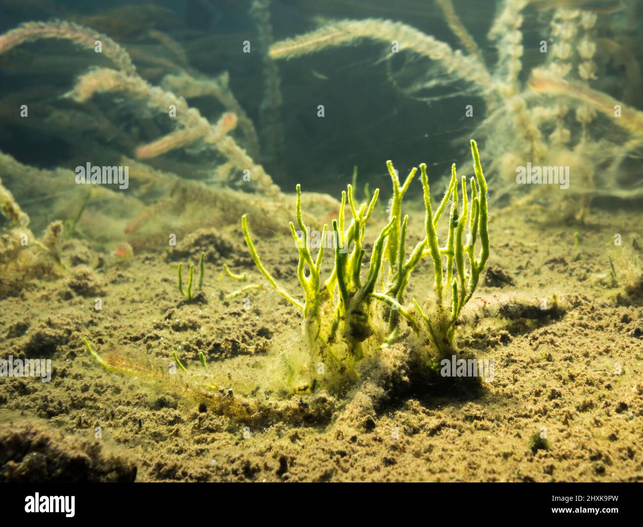 Langzeitaufnahme eines Süßwasserschwamms auf dem Seegrund Stockfoto