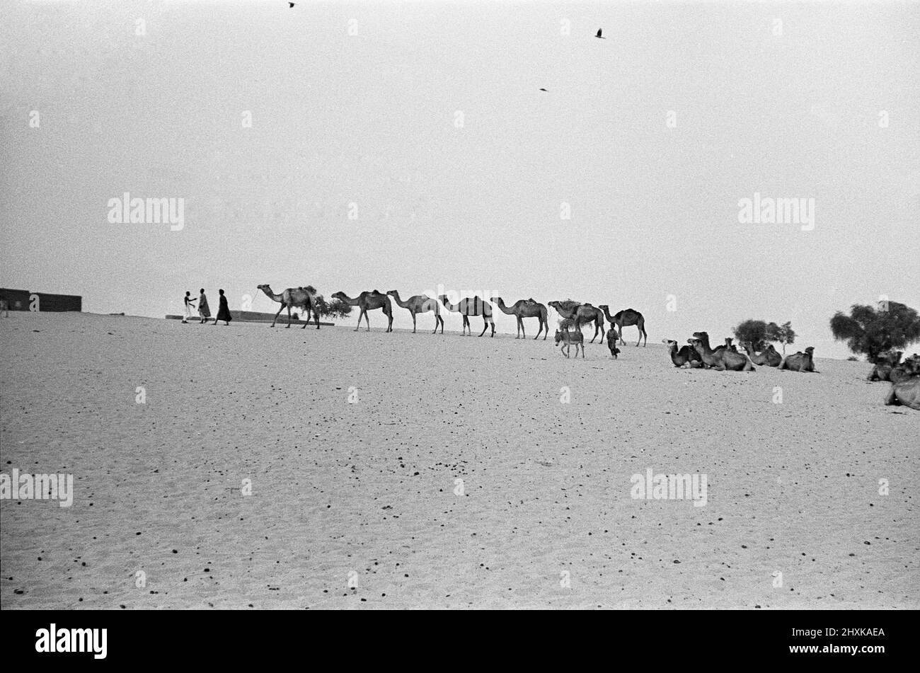Seit dem Mittelalter sind Kamelkarawanen von der sagenumwobenen Stadt Timbuktu aus nach Norden auf der Suche nach dem Salz navigiert.auf ihrer Reise durch die windgepeitschten Sanddünen reisen Karawanen oft über hundert zu den Salzminen von Taudenni, 500 Meilen nördlich von Timbuktu. Unser Bild zeigt: Eine der vielen Kamelzüge, die sich am Stadtrand von Timbuktu nach einer 14-tägigen Rückreise von den Salzminen ausruhen. 23. Mai 1976 Stockfoto
