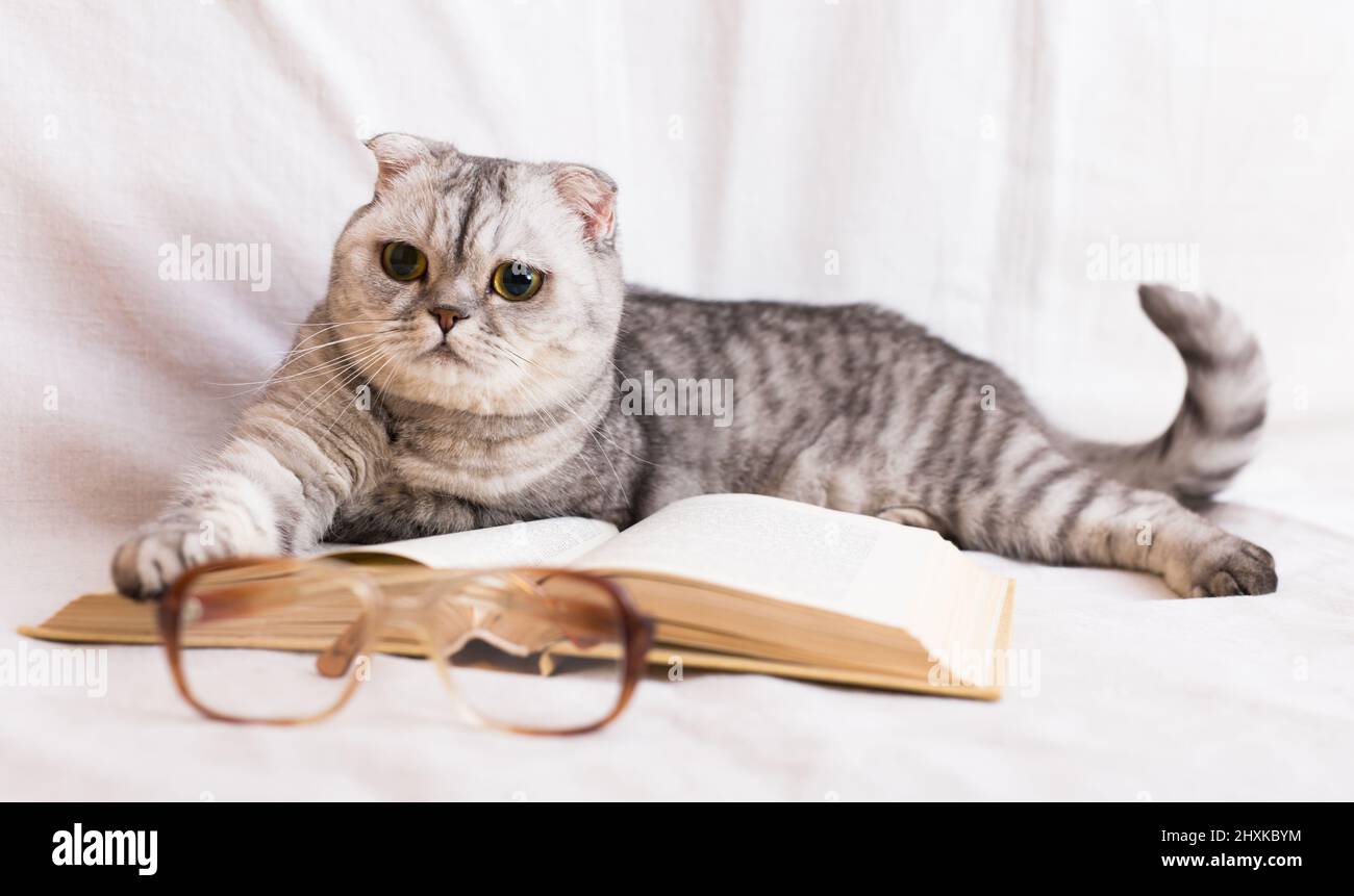 Entspannte Katze, die in der Nähe eines offenen Buches und einer Brille des Besitzers liegt Stockfoto