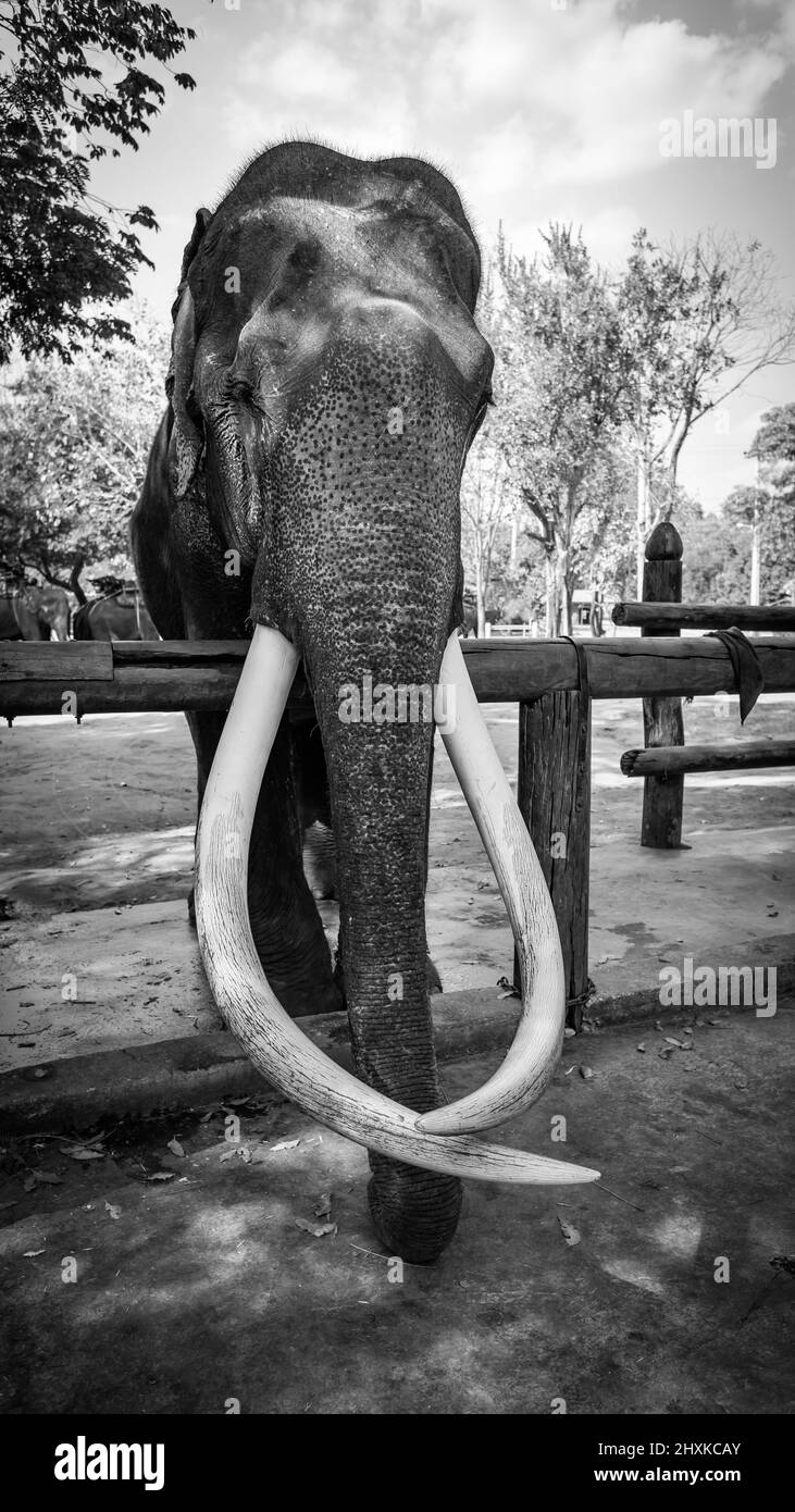 Asiatischer Elefant mit langen Stoßzähnen. Schwarzweiß-Fotografie Stockfoto