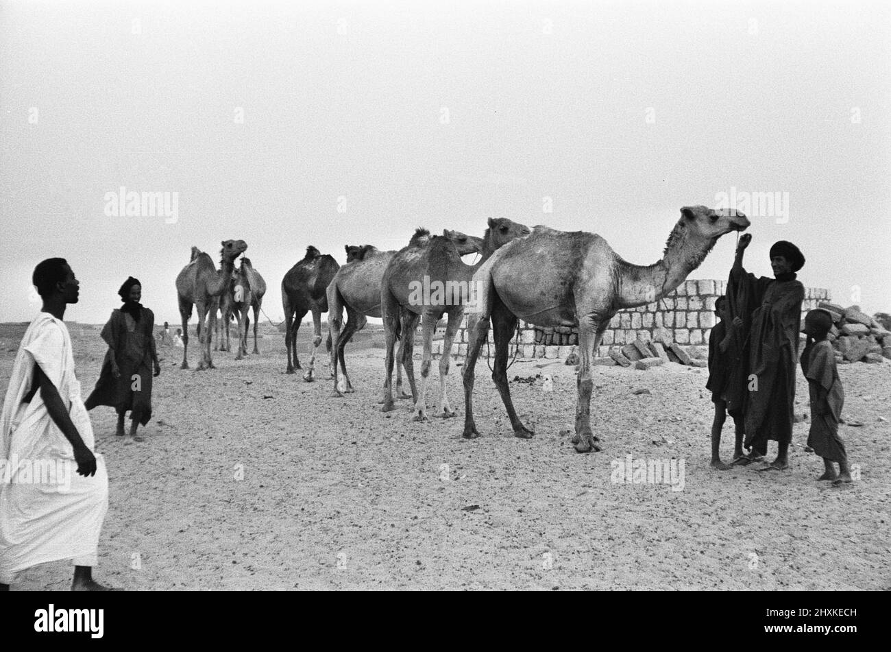 Seit dem Mittelalter sind Kamelkarawanen von der sagenumwobenen Stadt Timbuktu aus nach Norden auf der Suche nach dem Salz navigiert.auf ihrer Reise durch die windgepeitschten Sanddünen reisen Karawanen oft über hundert zu den Salzminen von Taudenni, 500 Meilen nördlich von Timbuktu. Unser Bild zeigt: Berber-Stammesleute, die nach einer 14-tägigen Rückreise von den Salzminen zu einem der vielen Kamelzüge am Stadtrand von Timbuktu fahren. 23. Mai 1976 Stockfoto