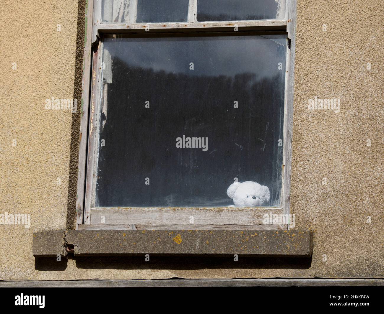 Weißer Teddybär, der aus dem Fenster eines verwüstenden Hauses blickt, nach Westen Ho!, Devon, Großbritannien Stockfoto