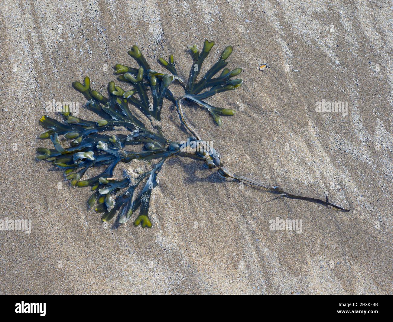 Spiralträger (Fucus spiralis), am Strand gewaschen, nach Westen Ho!, Devon, Großbritannien Stockfoto