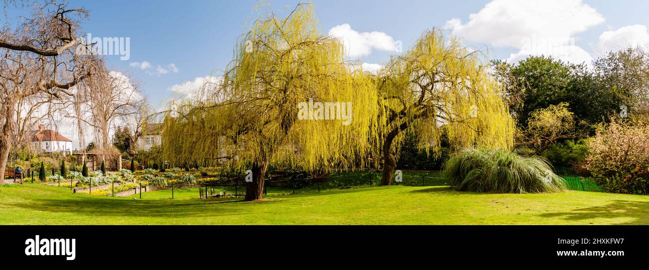 Frühling Weinender Weidenbaum Stockfoto