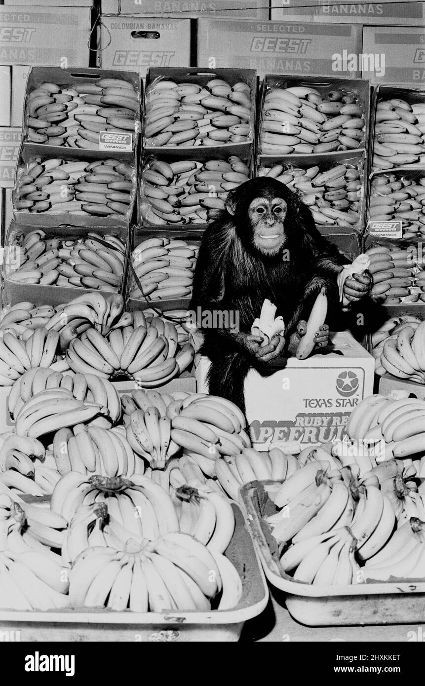 Ein Schimpansen im Paradies im Twycross Zoo. 20.. Februar 1976. Stockfoto