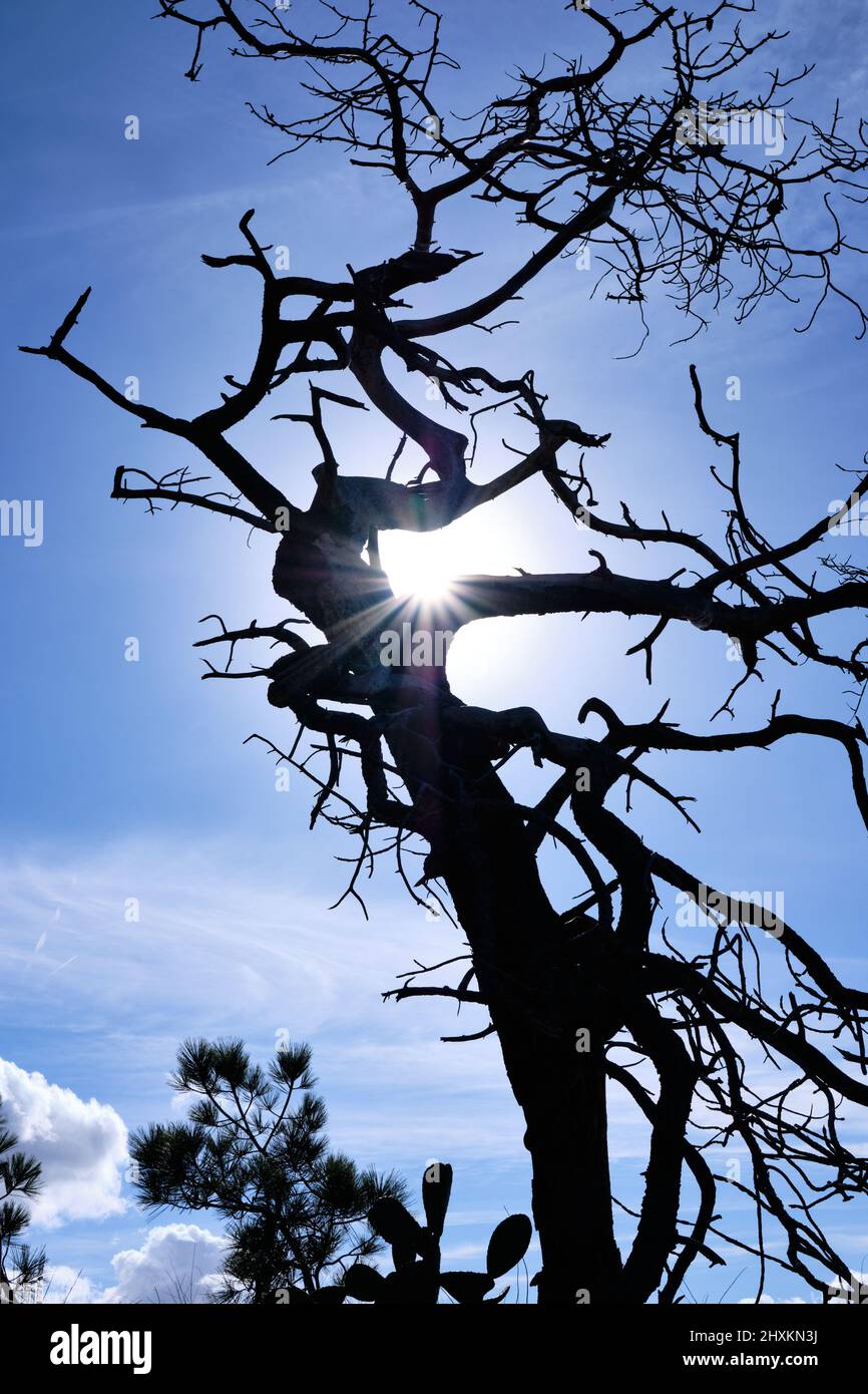 Silhouette von verdrehten Ästen alter Torrey Pine-Bäume mit Sonneneinbruch durch die oberen Gliedmaßen Stockfoto
