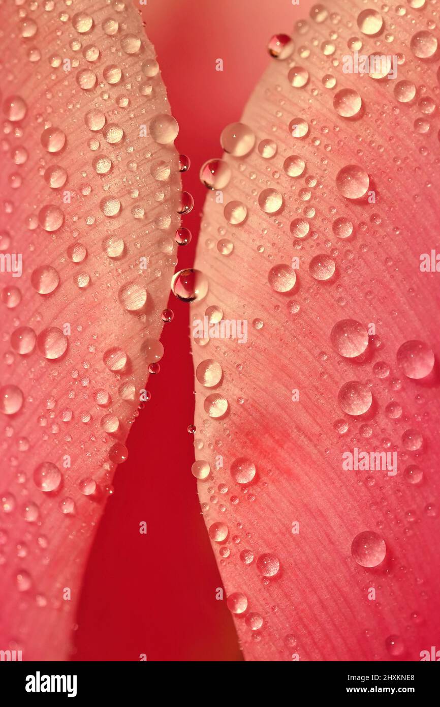 Frühling Hintergrund mit Blumen. Schöne bunte Tulpe an einem sonnigen Tag. Naturfotografie im Frühling. Makroaufnahme von Wassertropfen auf einer Blume. Stockfoto