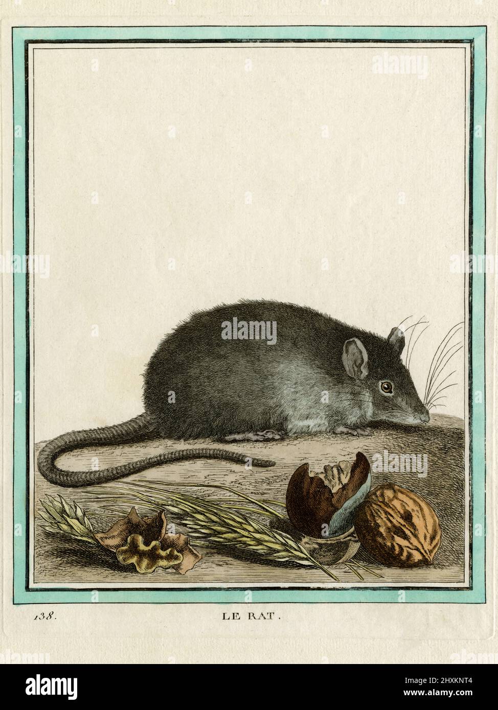 Le Rat (Rattus). Gravur für den französischen Naturforscher Georges-Louis Leclerc, Comte de Buffon (1707–1788), nach einer Zeichnung des französischen Wildtierkünstlers Jacques Henri E. de Sève (fl.1742–1788). Die Gravur erschien in Buffons einflussreichem naturgeschichtlichem Werk, dem 36-bändigen Werk „Histoire Naturelle, générale et particulière …“, das zwischen 1749 und 1788 veröffentlicht wurde. Diese später handkolorierte Illustration stammt aus der seltenen französischen Ausgabe der „Histoire“ aus dem Jahr 1780. Stockfoto
