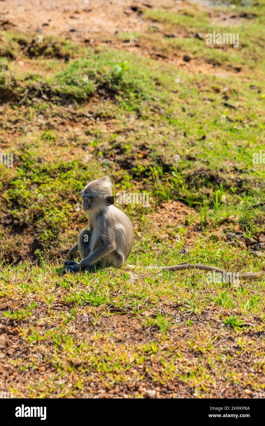 Einzelner grauer Langur-Affe, der auf einer Graswiese im Yala-Nationalpark, Sri Lanka, senkrecht sitzt Stockfoto