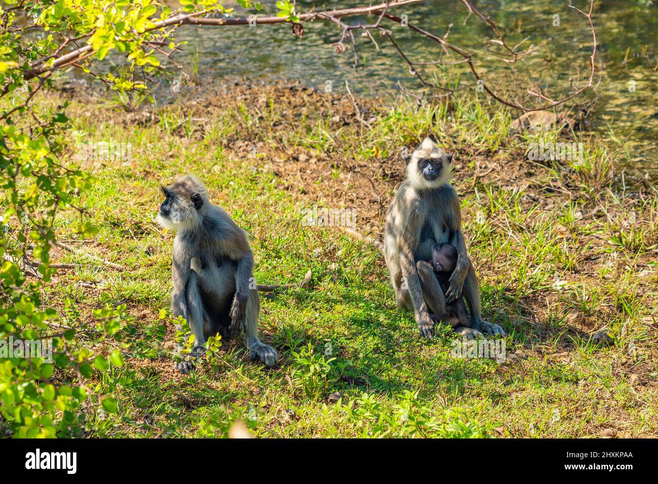 Grauer Langur-Affe auf einer Wiese im Yala National Park, Sri Lanka Stockfoto