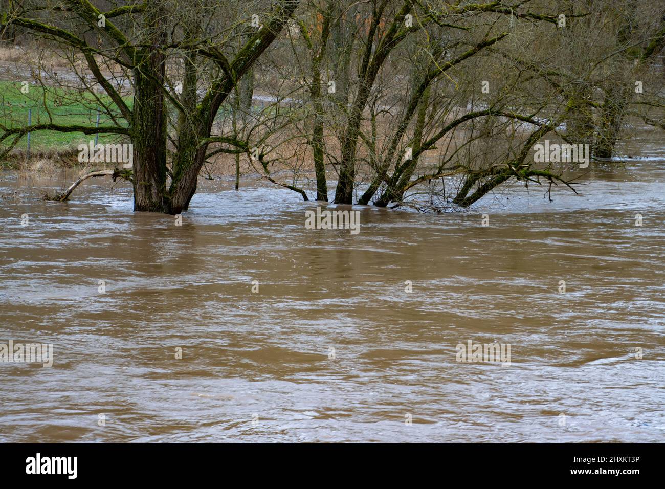 Bäume stehen im Strom einer Flut von spritzendem, schmutzigem, braunem Wasser Stockfoto