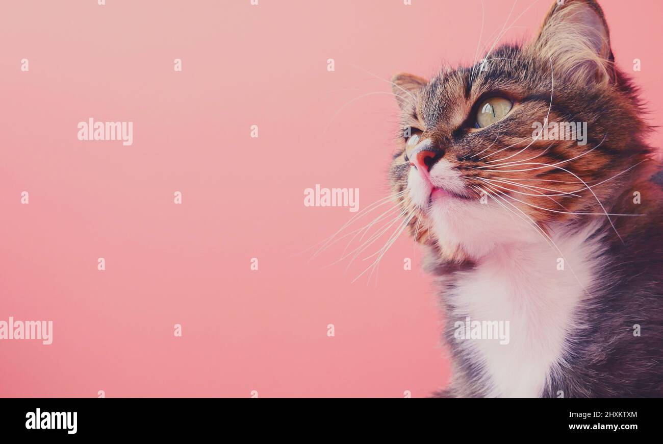 Nette Katze mit fokussierten Blick. Rosa Hintergrund. Foto Stockfoto
