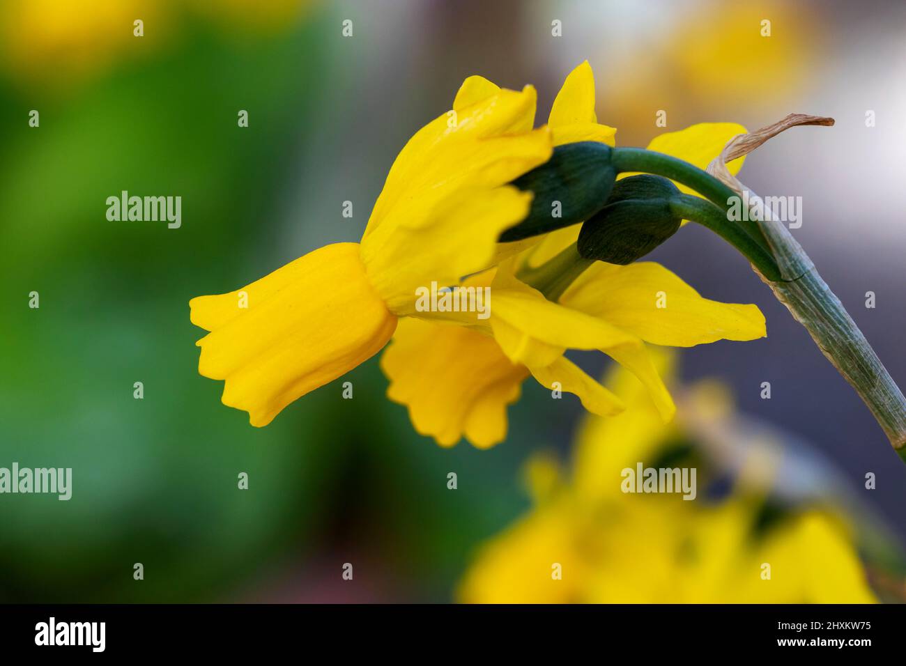 Daffodil- oder Narzissus-Blüten mit leuchtend gelben, reflexierten Blütenblättern. Frühling Ostern Thema Natur Blumen. Dublin, Irland Stockfoto