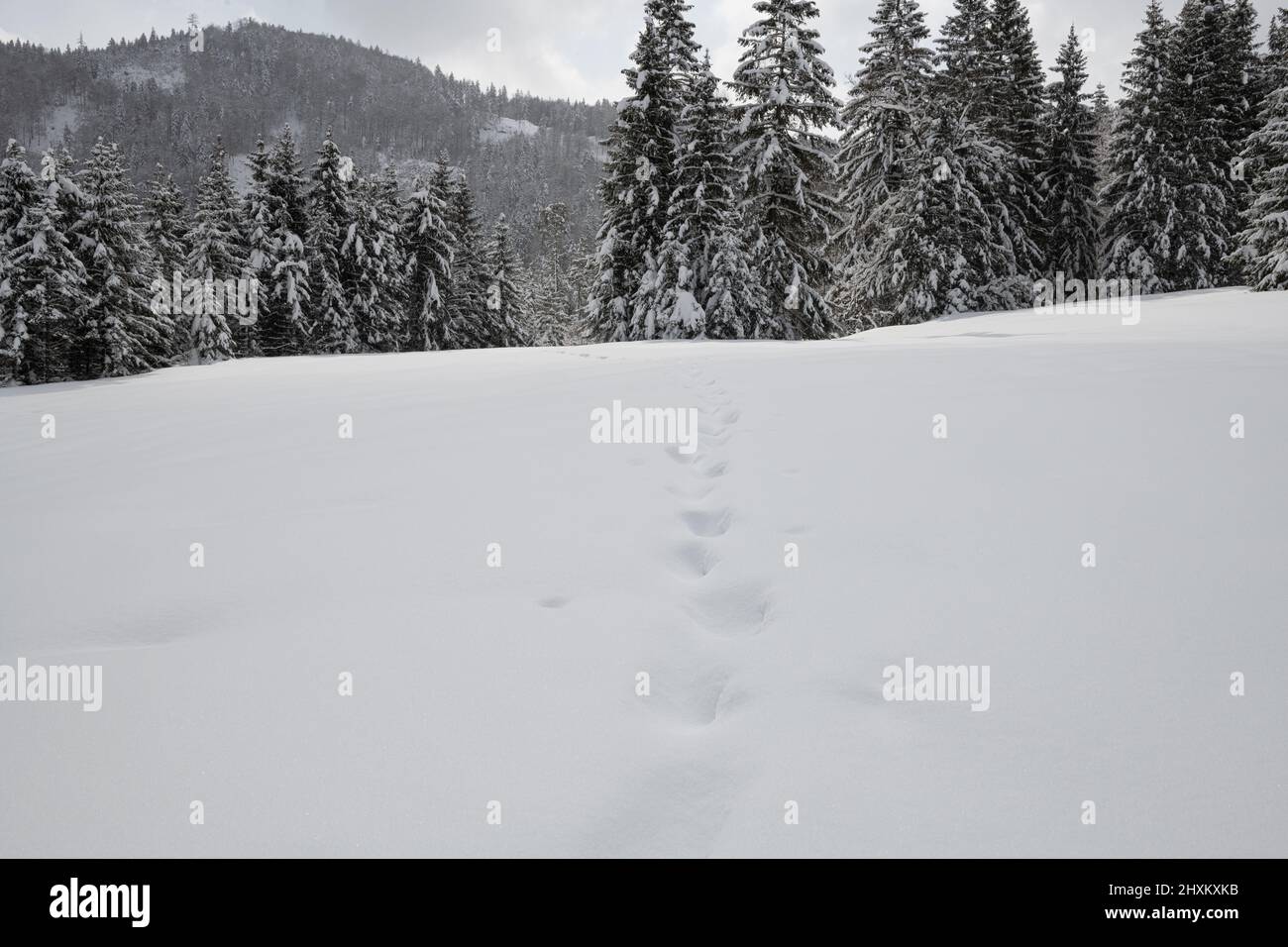 Spuren im frisch gefallenen Tiefschnee mit schneebedeckten Tannen und Fichten im Hintergrund Stockfoto