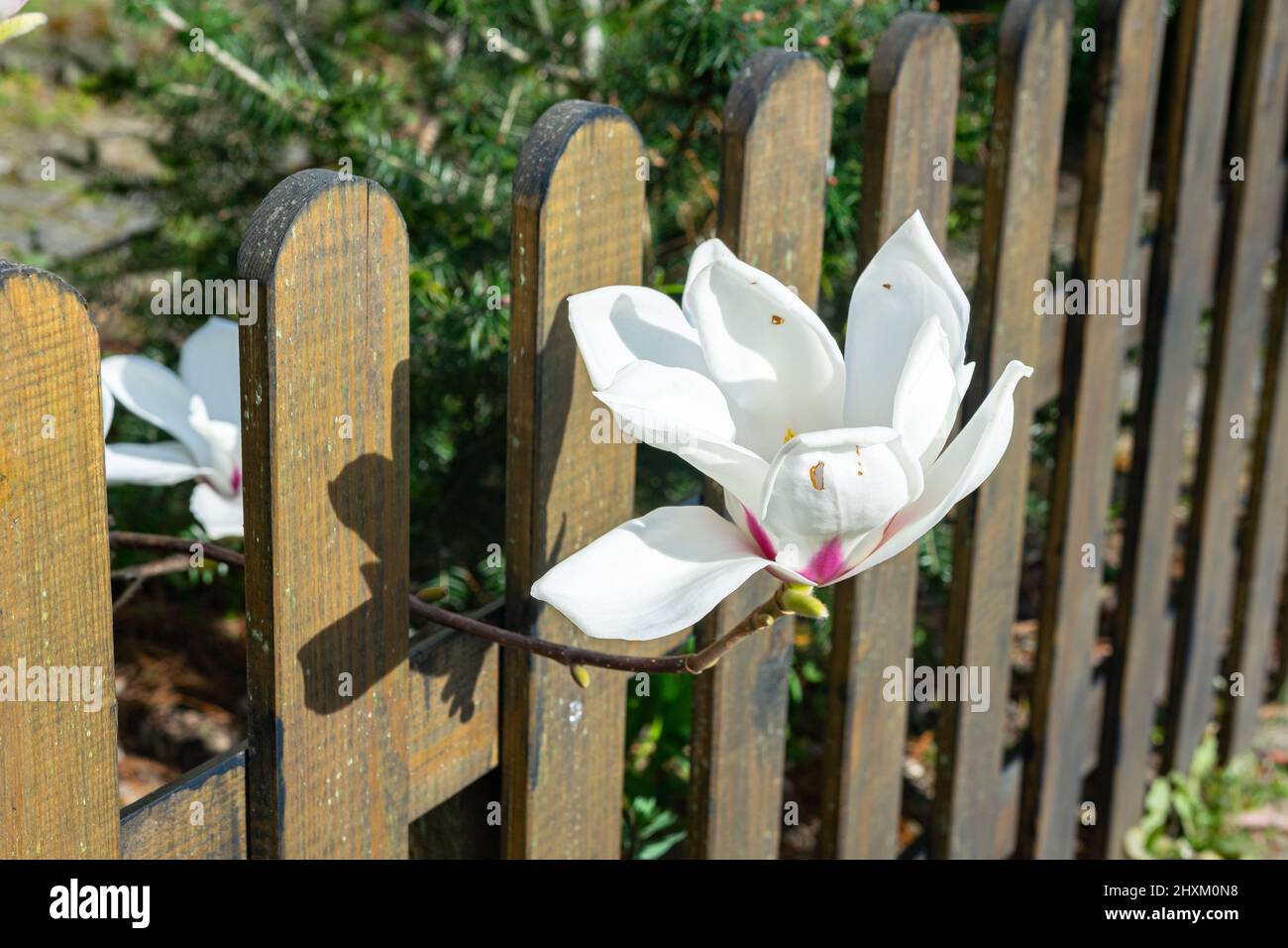 Schöne weiße Magnolienblume mit violettem Boden in der Nähe eines Holzzauns Stockfoto