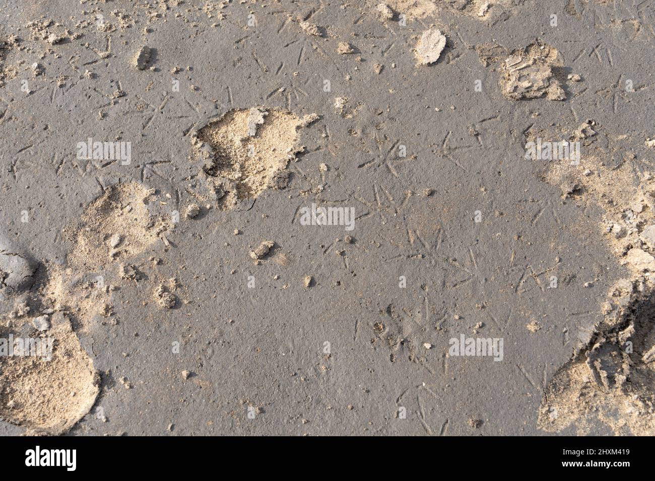 Vogel- und menschliche Fußspuren, die in einem großen Ölfleck auf dem Sand zu sehen sind, am Strand am Nordbahnhof, in der Nähe von Hartlepool, Teesside, Großbritannien. Stockfoto