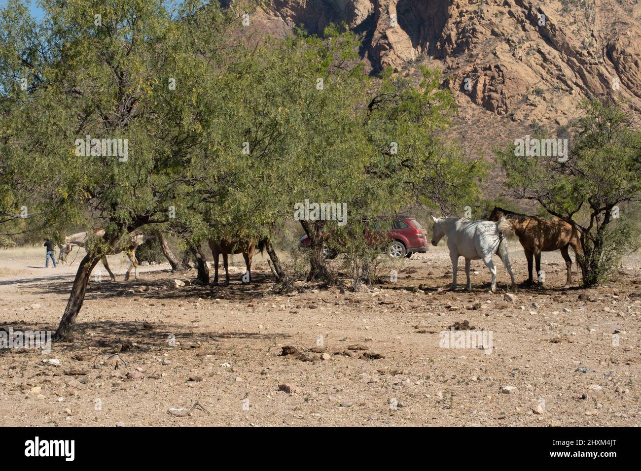 Pferde, die in der trockenen Sonoran-Wüste frei herumlaufen, stehen unter Mesquite-Bäumen, zerklüftete Berge im Hintergrund. Stockfoto
