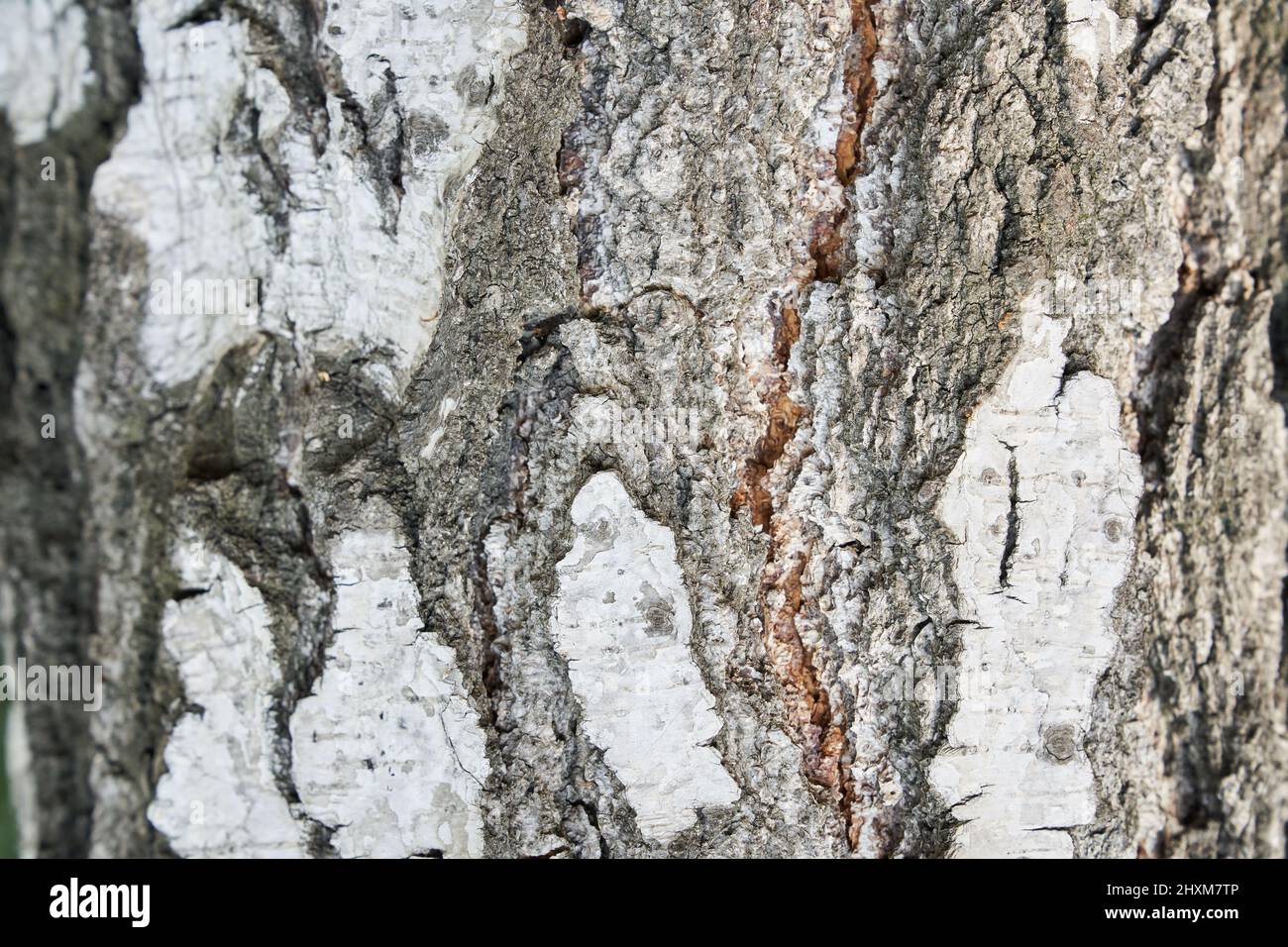 Der Stamm einer Birke. Schwarze und weiße Streifen und rissige natürliche Textur der russischen Birkenrinde. Hochwertige Fotos Stockfoto