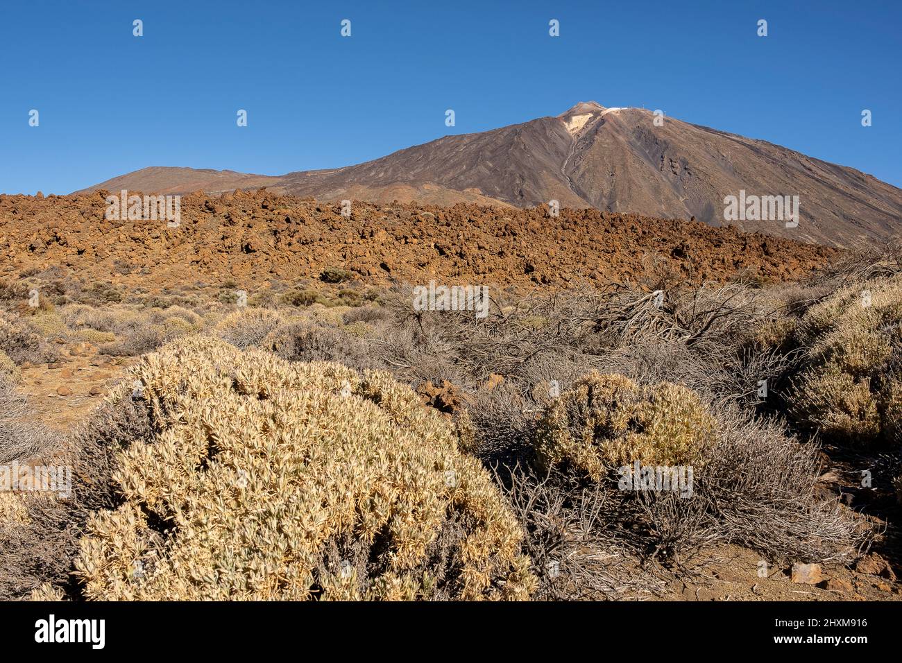 Teide, vulkanische Felsformationen und einheimische Vegetation, im Teide Nationalpark, Teneriffa, Kanarische Inseln, Spanien Stockfoto