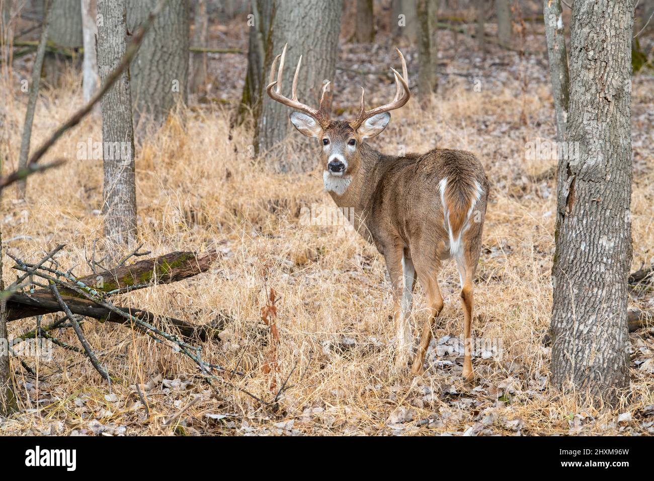 Weißschwanzhirsch (Odocoileus virginianus), Trophäenbock, Herbst, E. Nordamerika, von Dominique Braud/Dembinsky Photo Assoc Stockfoto Weißschwanzhirsch (Odocoileus virginianus), Trophäenbock, Herbst, E. Nordamerika, von Dominique Braud/Dembinsky Photo Assoc Stockfoto