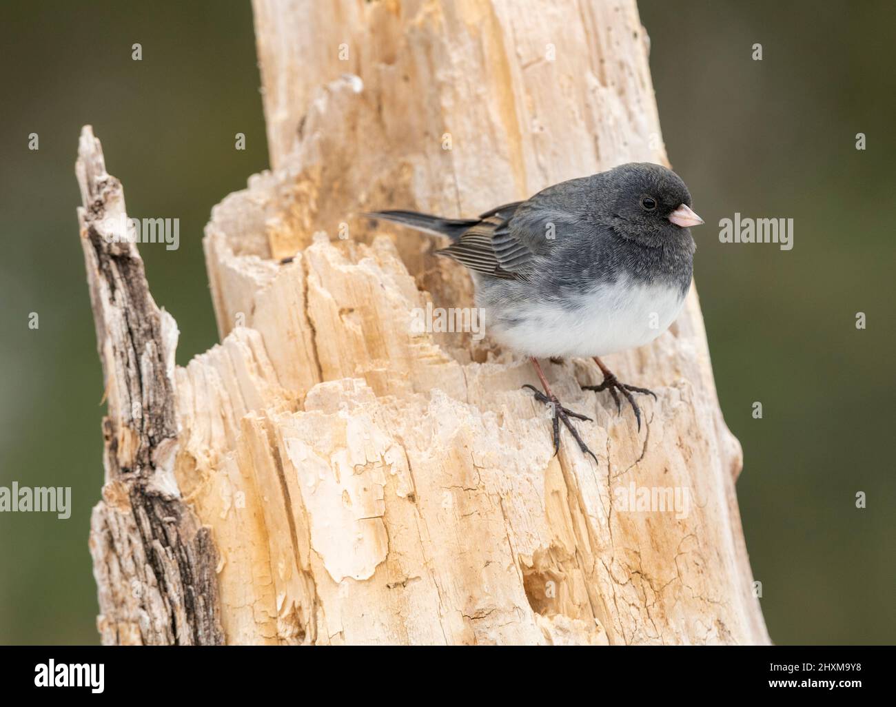 Dunkeläugiger Junco (Junco hyemalis), thront, Winter, E Nordamerika, von Dominique Braud/Dembinsky Photo Assoc Stockfoto