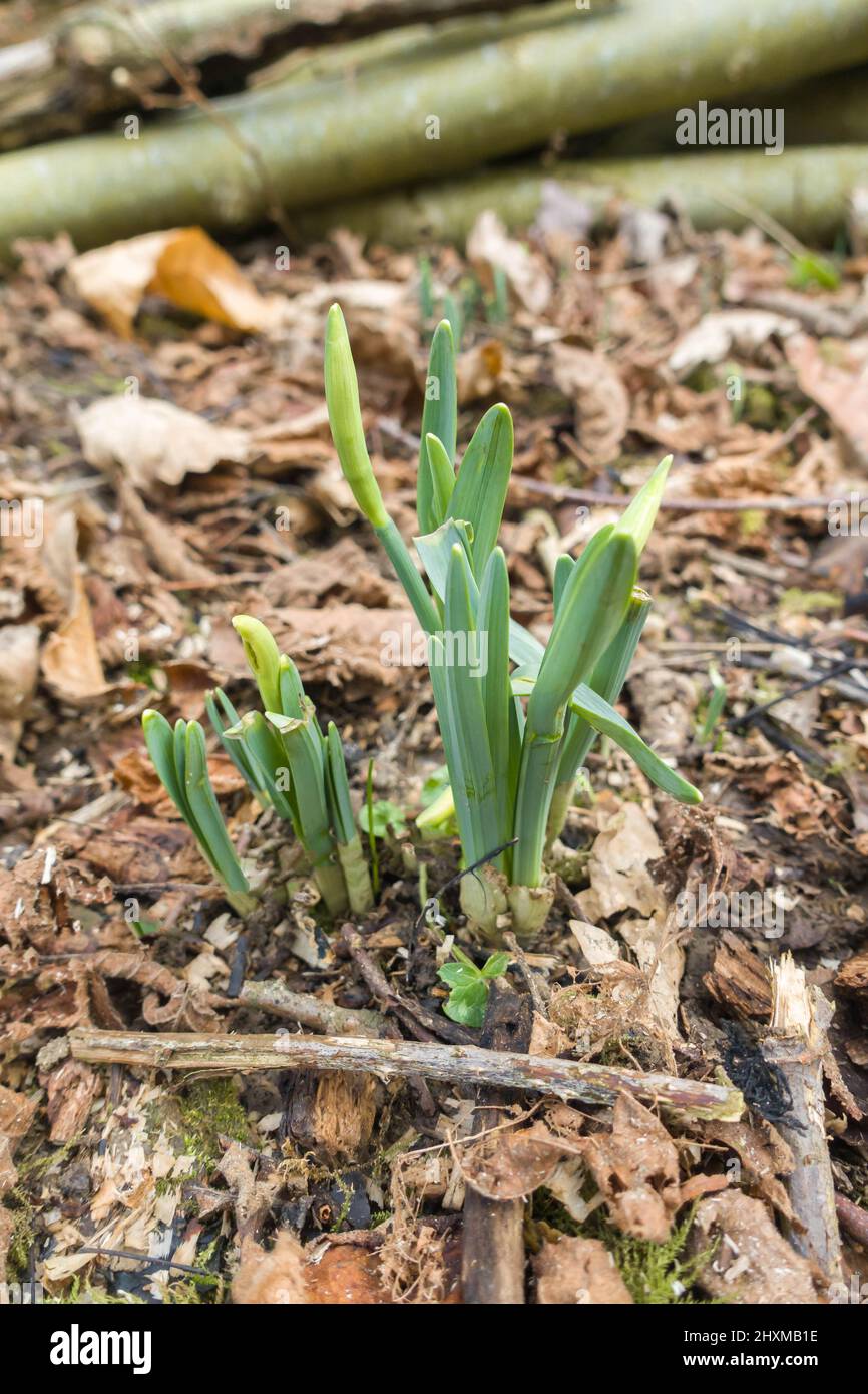 Wilde Narzissen (Narcissus pseudonarcissus), auch bekannt als die Fastenlilie, wachsen in einem Naturschutzgebiet in der Landschaft von Herefordshire, Großbritannien. Februar 2022 Stockfoto