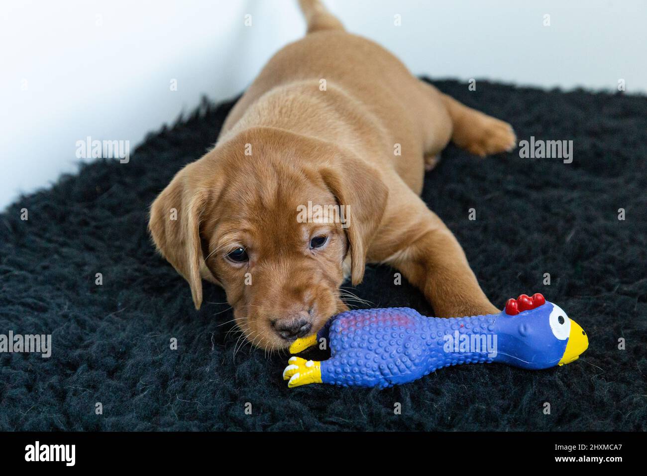 Ein labrador Retriever Welpe mit Rotfuchs, der mit einem Spielzeug auf einem dunkelbraunen Teppich spielt. Stockfoto