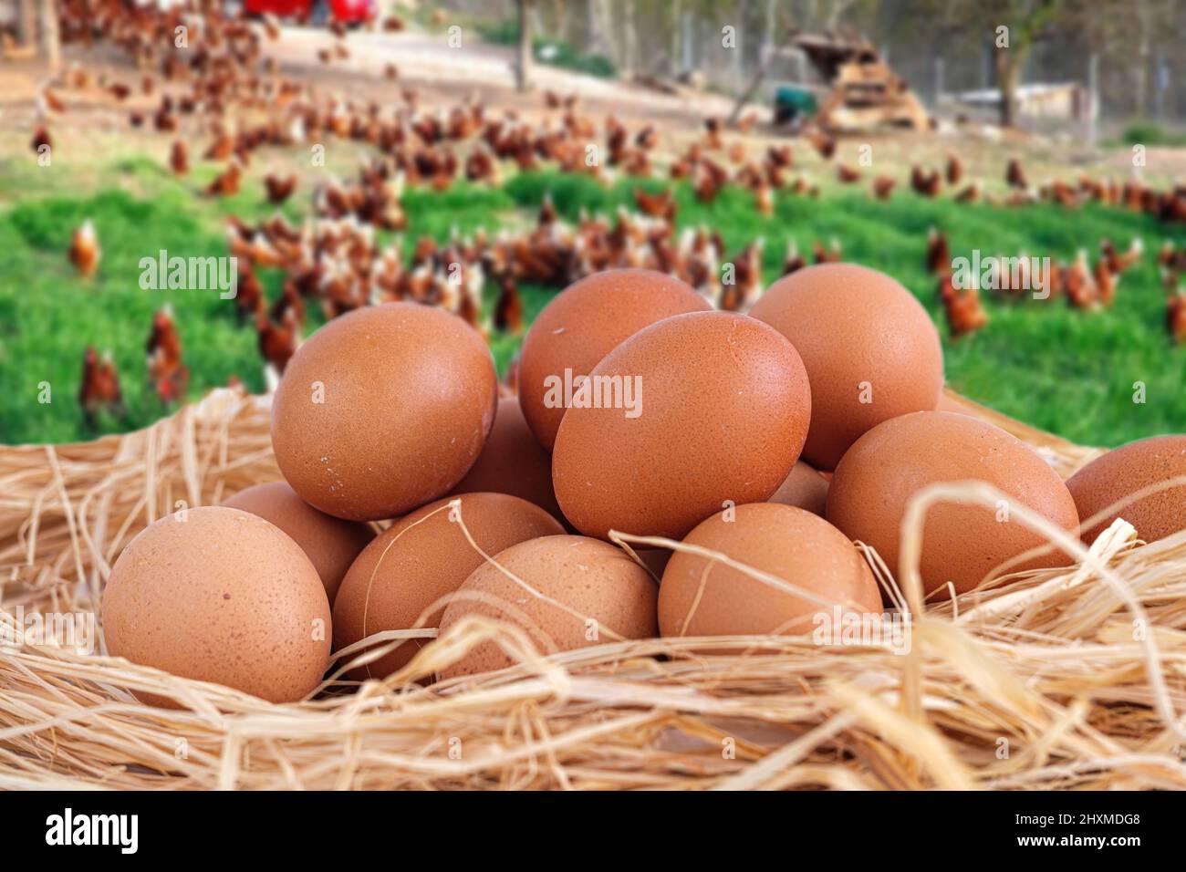 Braune Eier stapeln sich im Heu mit Hühnerfarm Hintergrund. Seiten- oder Profilansicht, Nahaufnahme und Makroaufnahme von hart geschälten Eiern mit Korbgeflecht oder Strohnest. Stockfoto