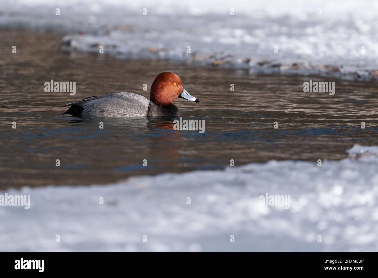 Im Humber Bay Park in Toronto, Ontario, schwimmt eine Rotkopfente zwischen Eis. Stockfoto