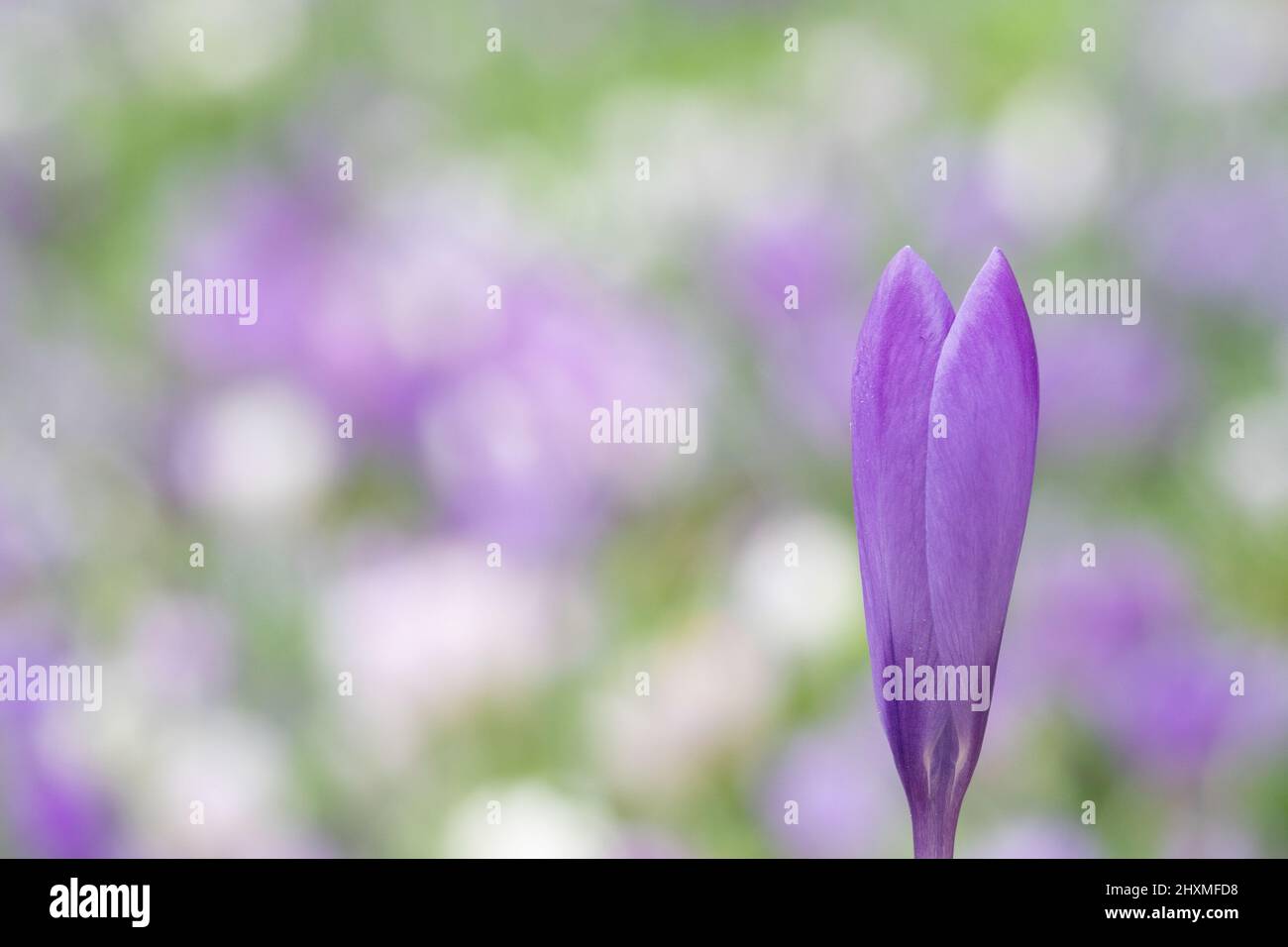 Krokusse auf dem alten Friedhof von Southampton Stockfoto