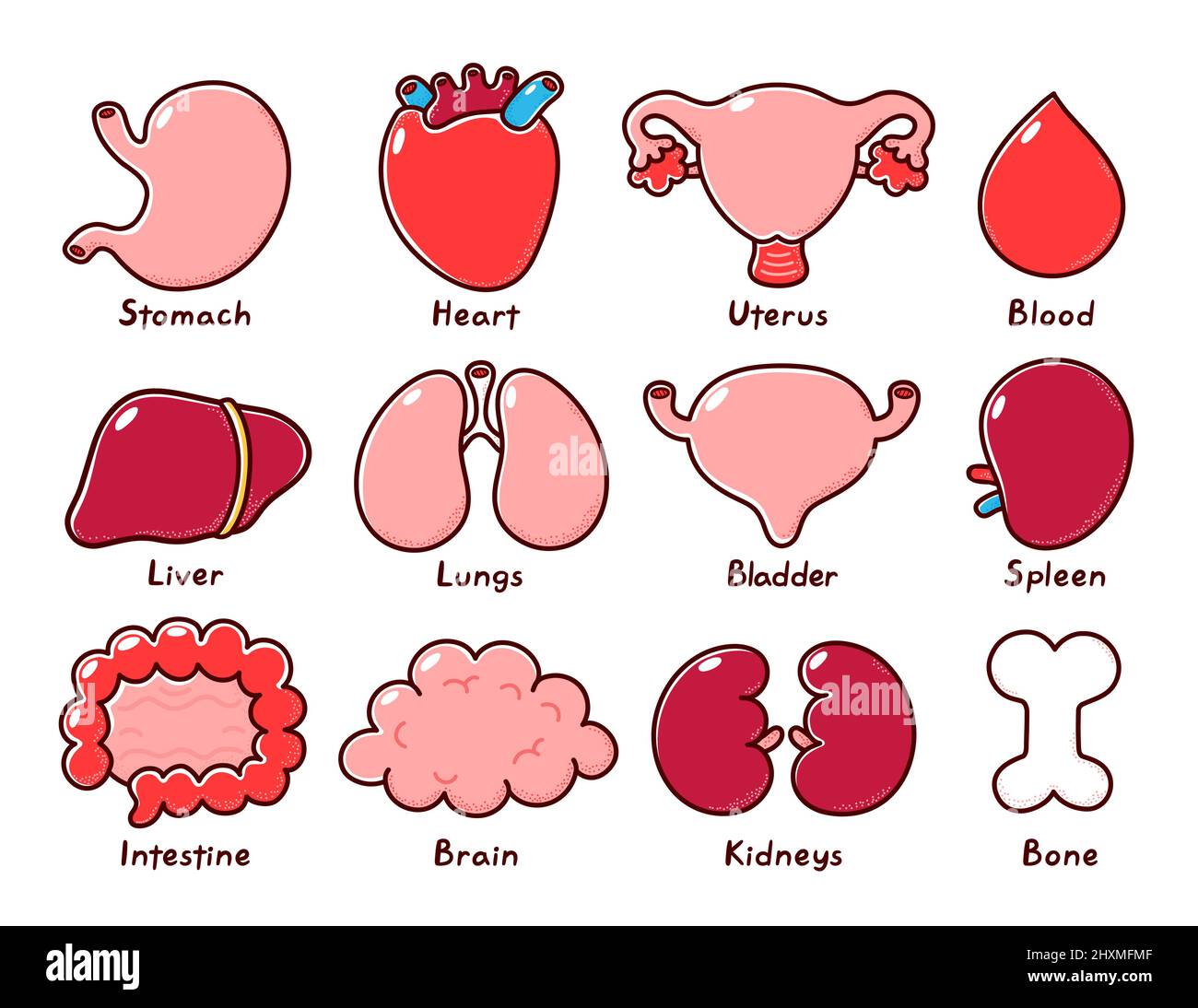 Niedliche gesunde menschliche Organe gesetzt. Vektorlinie Zeichentricksymbol. Isoliert auf weißem Hintergrund. Knochen, Magen, Herz, Gebärmutter, Blut, Leber, Lunge, Blase, Splee, Darm, Nieren-Bundlecollektion. Vektorgrafik Stock Vektor